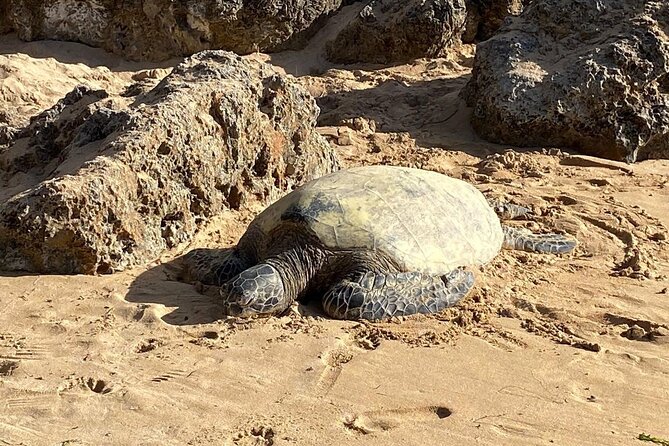 Beaches, Food & Aloha: Private Oahu Tour - Key Points to Know Before You Go