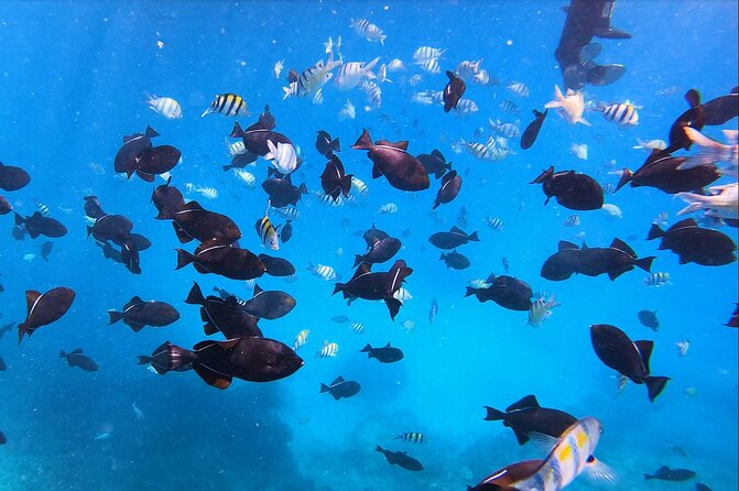 Best Waikiki Snorkel Tour: Guaranteed Turtles at Turtle Canyon - Turtle Canyon and the value of a focused snorkel plan