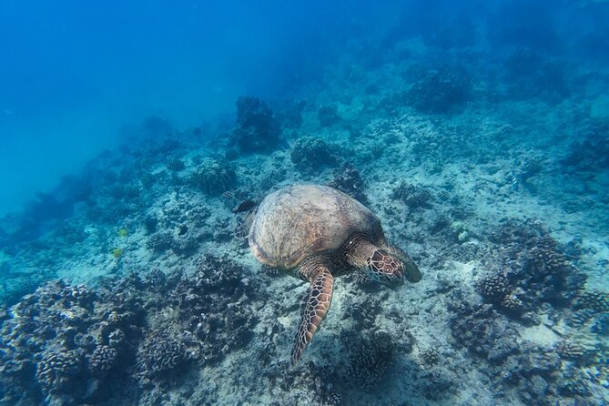 Best Waikiki Snorkel Tour: Guaranteed Turtles at Turtle Canyon - Who this tour suits best (and who should think twice)
