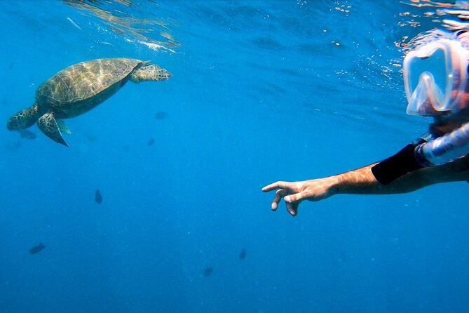 Best Waikiki Snorkel Tour: Guaranteed Turtles at Turtle Canyon - Price and value: is $89.10 worth it?