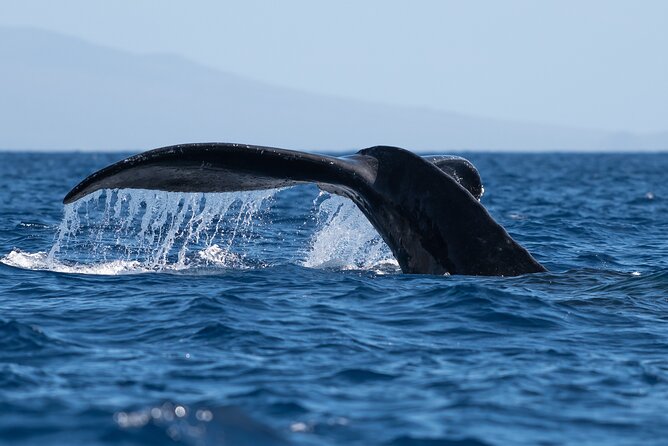Best Waikiki Whale Watching in Honolulu: Whales Guaranteed - Key highlights at a glance