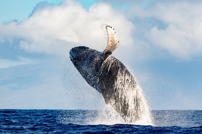 Best Waikiki Whale Watching in Honolulu: Whales Guaranteed - Waikiki Whale Watching off Honolulu: What the whale guarantee really means