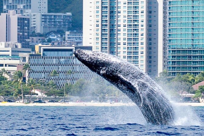 Best Waikiki Whale Watching in Honolulu: Whales Guaranteed - Meeting at 1 Holomoana St: getting on board without losing time