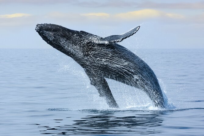 Best Waikiki Whale Watching in Honolulu: Whales Guaranteed - Marine life chances: whales, dolphins, turtles, and the “not every day is the same” factor