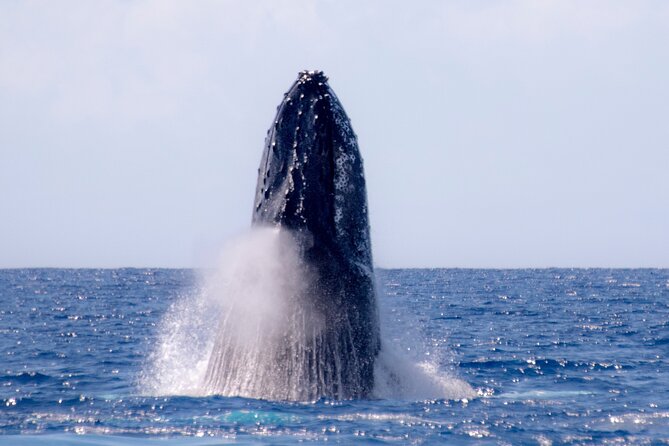 Best Waikiki Whale Watching in Honolulu: Whales Guaranteed - Who should book this whale watch (and who might want another plan)