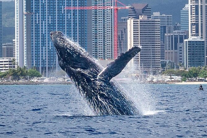 Best Waikiki Whale Watching in Honolulu: Whales Guaranteed - A spacious trimaran ride: comfort, sightlines, and choppy-water reality