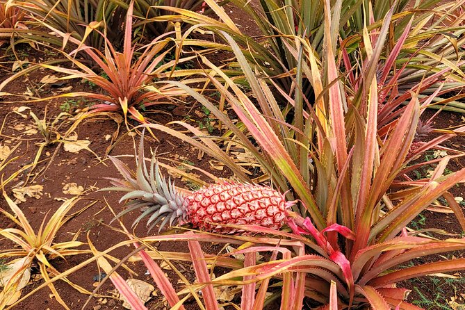 Byodo Temple and Waimea Botanical Garden Tour - Leonard’s Malasada: Possible, But Not Guaranteed