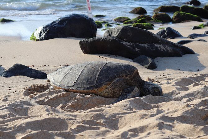 Circle Island Tour with Snorkeling & Turtles - Key Highlights You’ll Care About