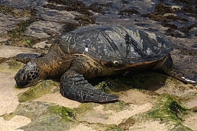 Circle Island tours - swim with turtles,Private & Small Group Tours - North Shore turtle and monk seal spotting from the safe side