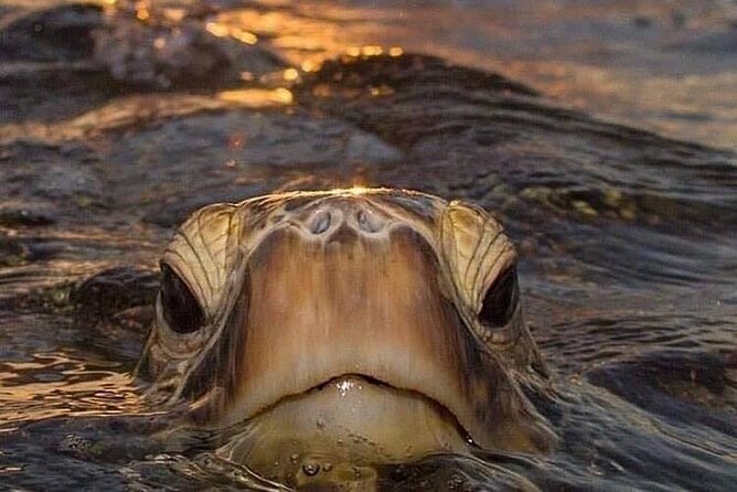Circle Island tours - swim with turtles,Private & Small Group Tours - Diamond Head or Makapu’u: the hike that sets the tone