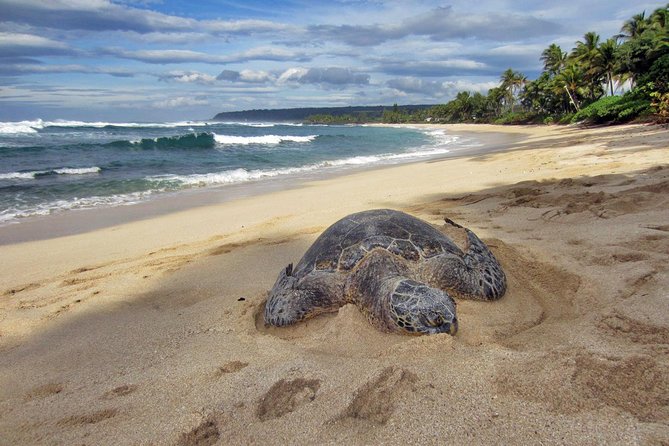 Custom Island Tour - for 4 to 5 people - up to 8 hours - Private tour of Oahu - Your Private Oahu Circle Day: What You’re Really Buying