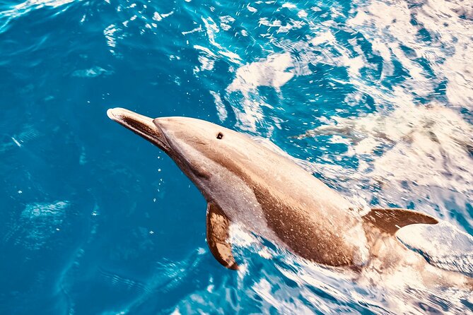 Dolphin Watching and Snorkeling on the West Coast of Oahu - West Oahu on a Double-Hulled Catamaran: The Vibe You’re Paying For