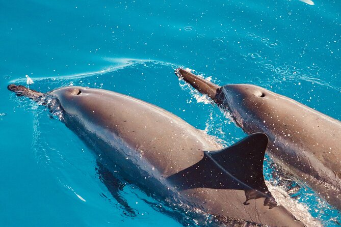 Dolphin Watching and Snorkeling on the West Coast of Oahu - Dolphin Watching in the Wild: What “Searching” Really Means
