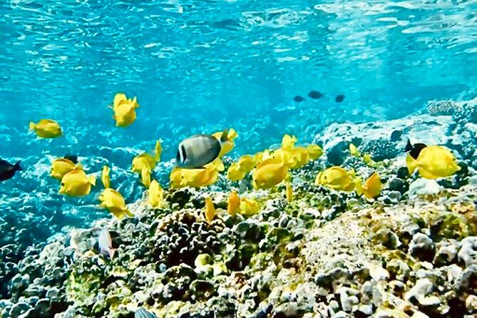 Dolphin Watching and Snorkeling on the West Coast of Oahu - Snorkeling After the Dolphins: Beginner-Friendly, Gear Included