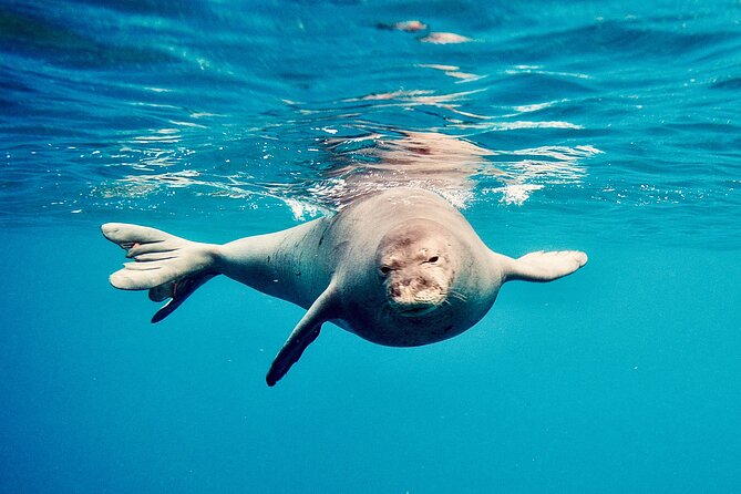 Dolphin Watching and Snorkeling on the West Coast of Oahu - Food and Comfort: Snacks, Bottled Water, and a Mini Hawaiian Lunch