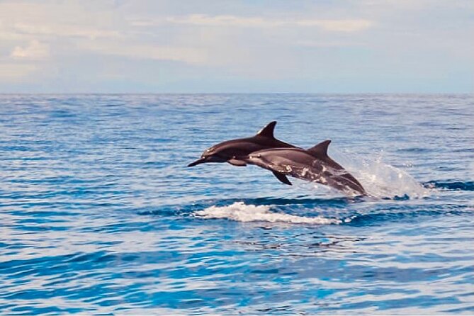 Dolphin Watching and Snorkeling on the West Coast of Oahu - More Than Dolphins: Turtles, Monk Seals, and Mantas (If Conditions Help)