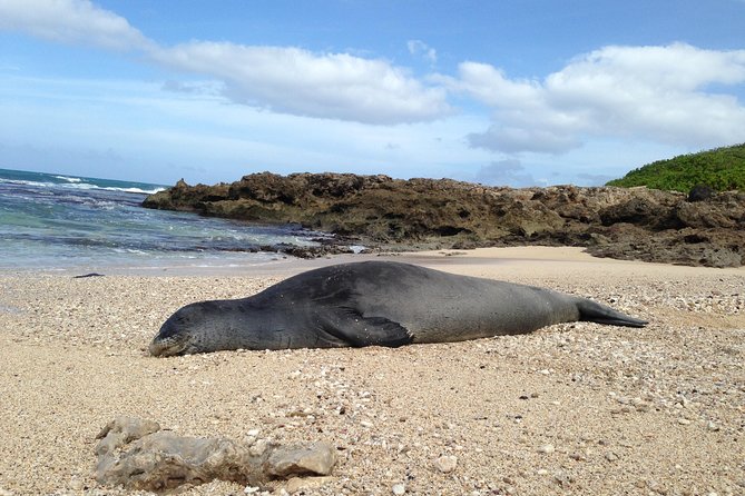 Eco-adventure friendly Aloha Island Tour - Waikiki pickup and a 4–5 hour day that stays realistic