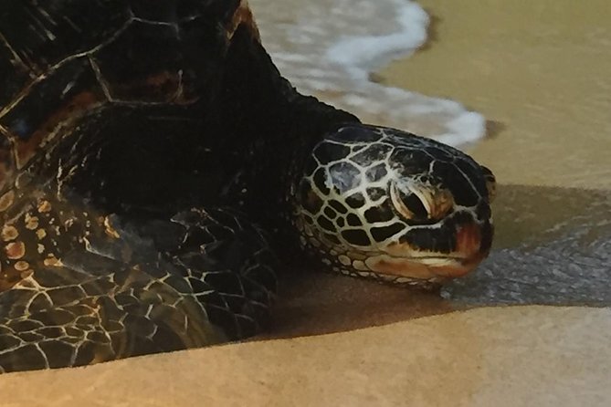 Eco-adventure friendly Aloha Island Tour - Turtle Beach at Laniakea: the easiest wildlife stop on the route