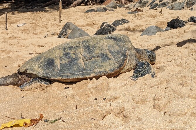 Famed North Shore Tour - Haleiwa Town: Surf-Era Charm, Shrimp Trucks, and Easy Browsing