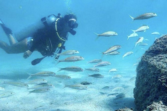 First-Time Scuba Diving in Honolulu + Free Videos - Price and value: why $89 feels fair for first-timers
