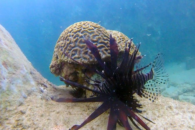 First-Time Scuba Diving in Honolulu + Free Videos - The water portion: from waist-deep calm to about 15 feet