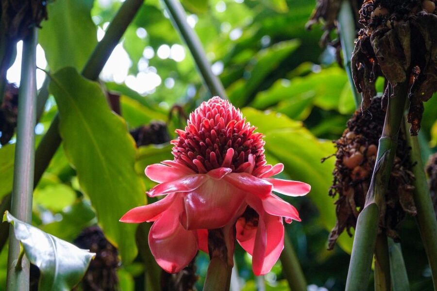 From Oahu: Kauai Waimea Canyon & Wailua River Tour - Long-Tail Boat to Fern Grotto: The Part You’ll Talk About