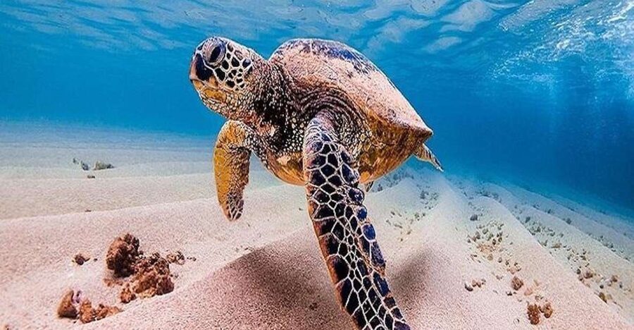 From Waikiki: Oahu Grand Circle Island Experience - Turtle spotting: Laniakea viewing, then real water time at Puaʻena Point