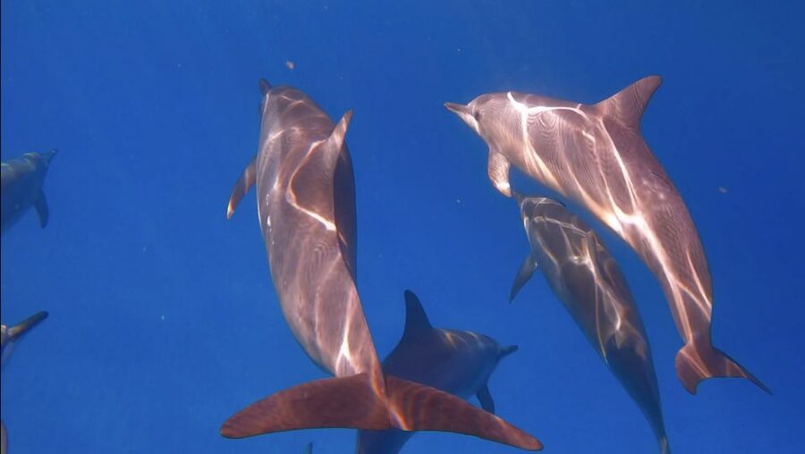 From Waikiki: Turtle Canyon Snorkeling Tour - Key things I’d highlight before you go