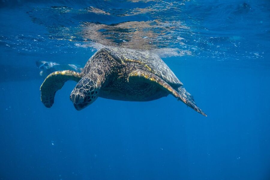 From Waikiki: Turtle Canyon Snorkeling Tour - Turtle Canyon snorkeling from Waikiki: what this trip is really about