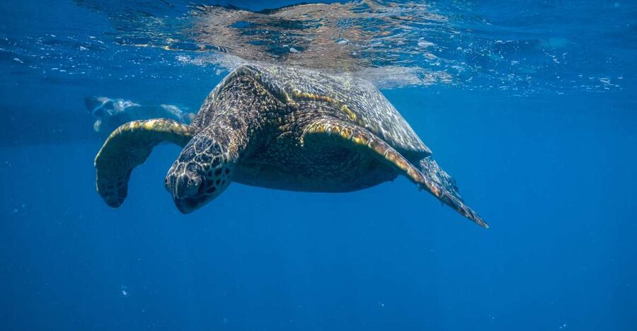 From Waikiki: Turtle Canyon Snorkeling Tour - The boat ride: a newer setup and an easy pace