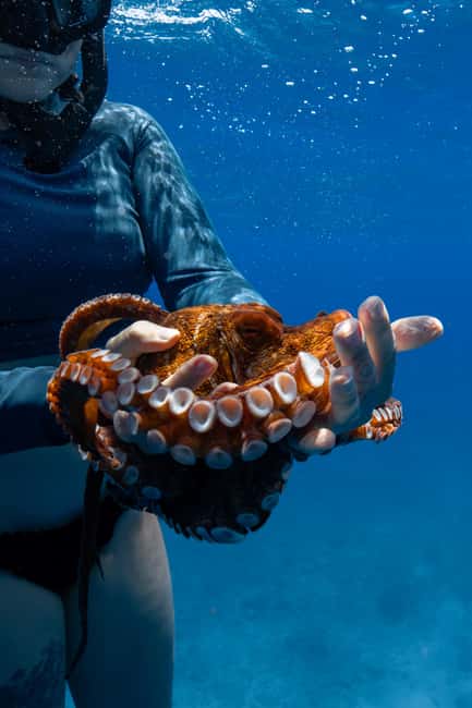 From Waikiki: Turtle Canyon Snorkeling Tour - Turtle Canyon snorkel: how they guide you around the reef