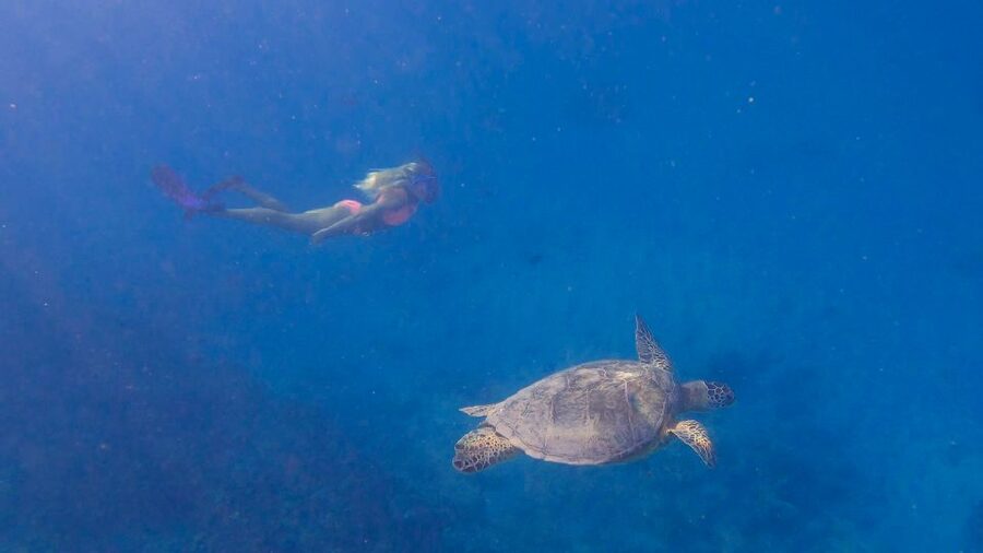 From Waikiki: Turtle Canyon Snorkeling Tour - The in-water experience: what it feels like to be there