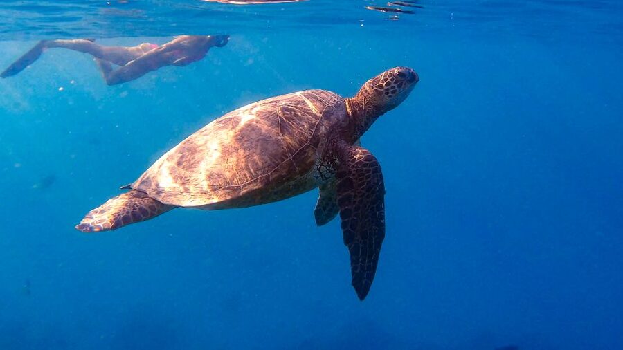 From Waikiki: Turtle Canyon Snorkeling Tour - Getting to Island Splash Tours and timing your day