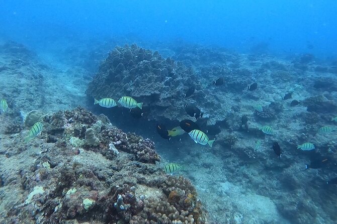 Guided Snorkel Tour for Beginners in Honolulu - The Setup: A Simple Start on Honolulu’s Reef