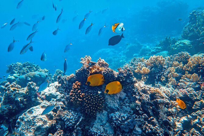 Hanauma Bay Snorkel - Pickup, Timing, and Communication: What Makes the Day Feel Smooth