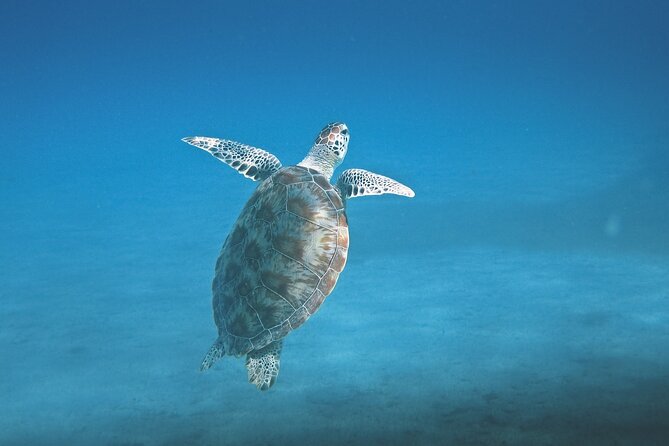 Hanauma Bay Snorkel - Should You Book Big Kahuna Adventures for Hanauma Bay?