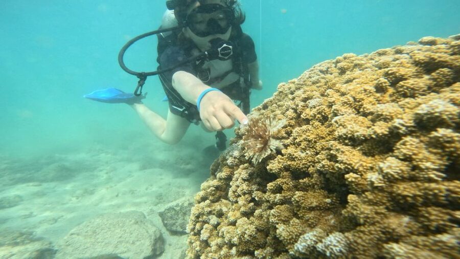 Honolulu: Beginner Scuba Diving Tour With Free Videos - Gear Fitting and Shallow-Water Skills (Where Confidence Gets Built)