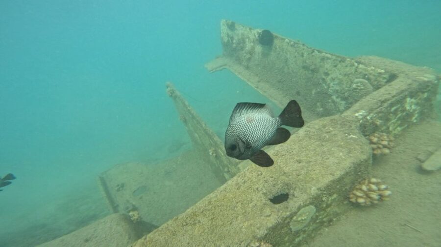 Honolulu: Beginner Scuba Diving Tour With Free Videos - Getting There and Finding Lifeguard Tower 1G