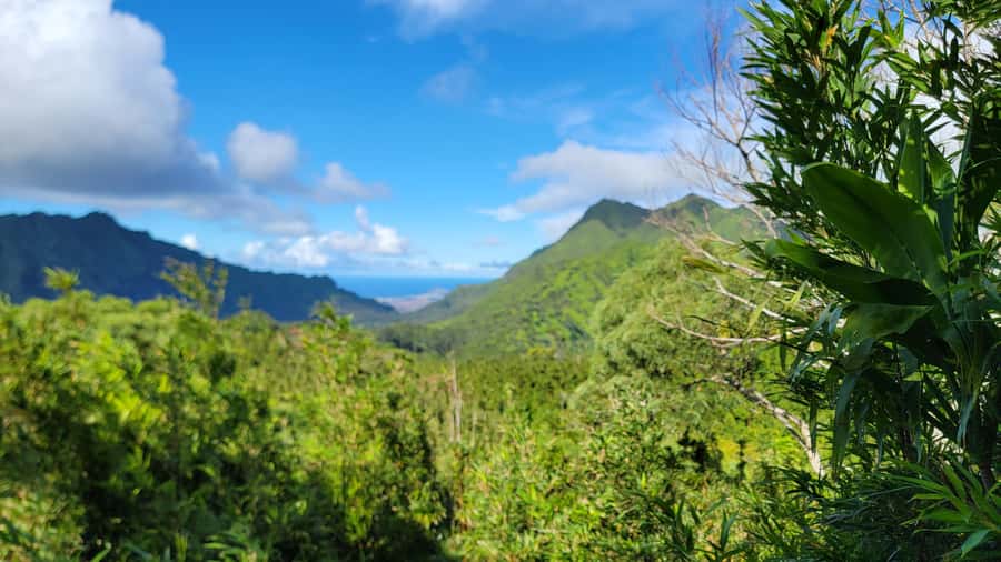 Honolulu: Hawaiian Volcanic Rainforest Hike - Key points that make this hike worth your time