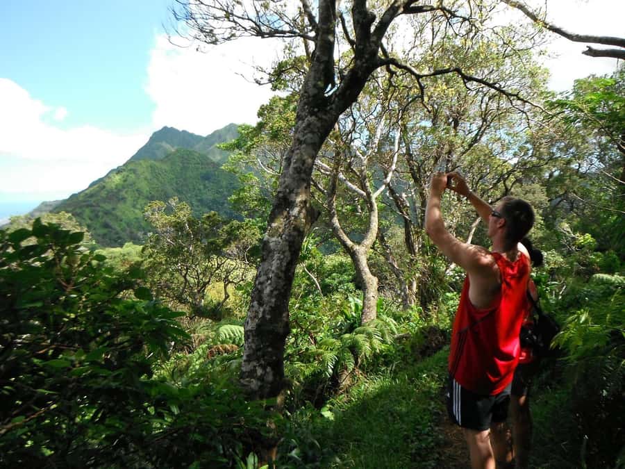 Honolulu: Hawaiian Volcanic Rainforest Hike - Price and value: what $90 buys you in real life
