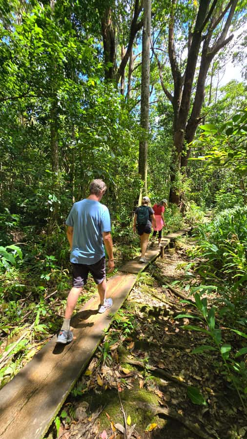 Honolulu: Hawaiian Volcanic Rainforest Hike - Why this Honolulu hike feels like a real Hawaii moment