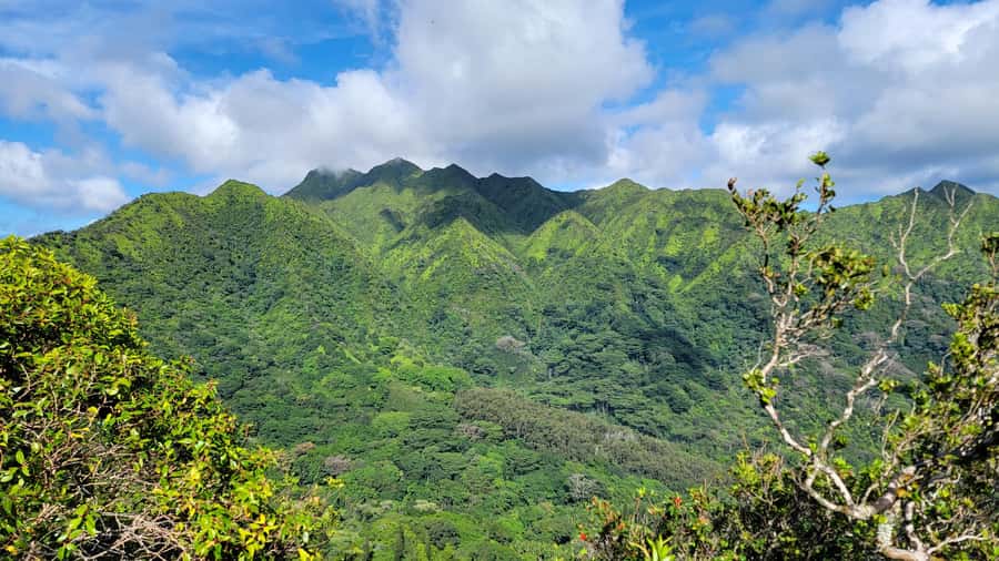 Honolulu: Hawaiian Volcanic Rainforest Hike - The 600-foot climb: moderate, but don’t treat it like a casual stroll