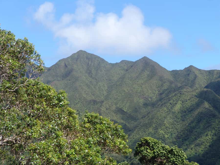 Honolulu: Hawaiian Volcanic Rainforest Hike - Native rainforest and the Ko‘olau Mountain “big picture”