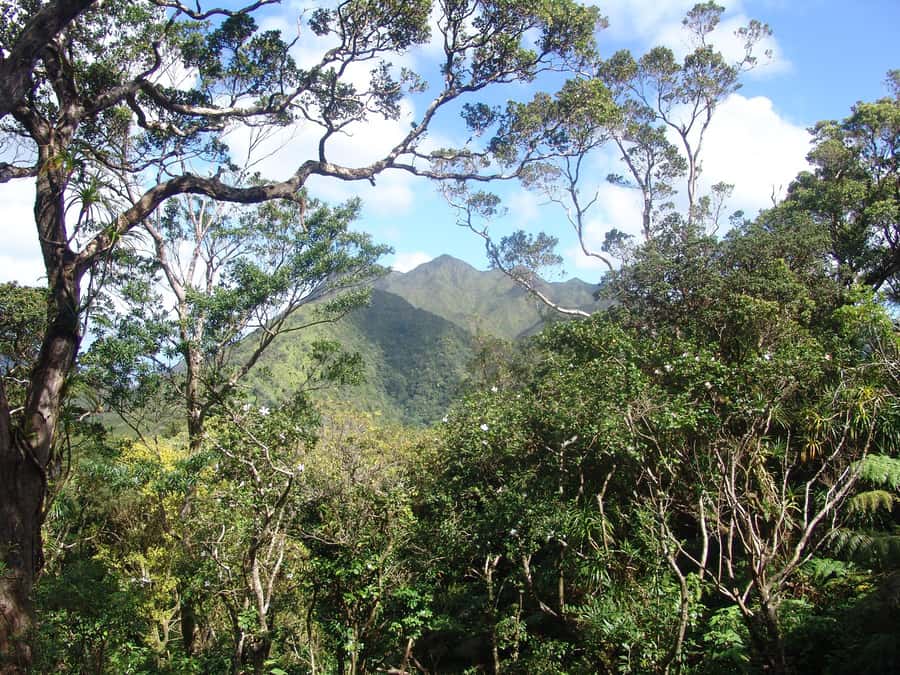 Honolulu: Hawaiian Volcanic Rainforest Hike - How the guide makes (or breaks) a rainforest hike