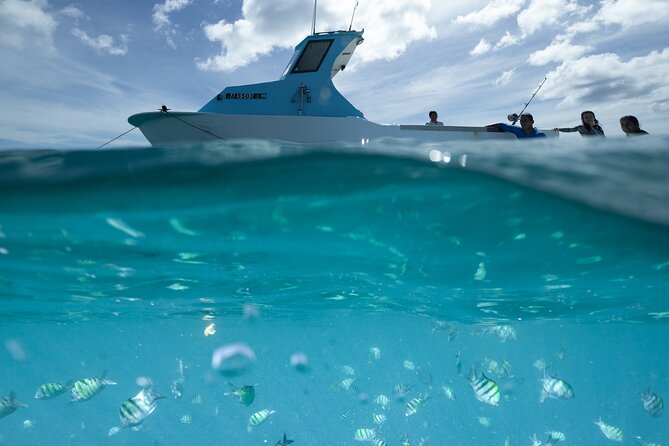 Kayak, Snorkel, and Surf with Turtles in Honolulu - Local Guides Are the Secret Sauce: Shane and Captain Neil