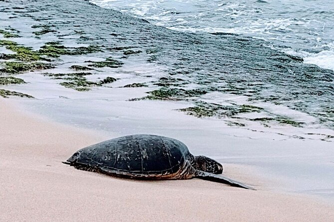 Luxury Oahu Island Tour, Private and Customizable (4 adults max) - Price and Value: Why $149 Can Be a Smart Deal