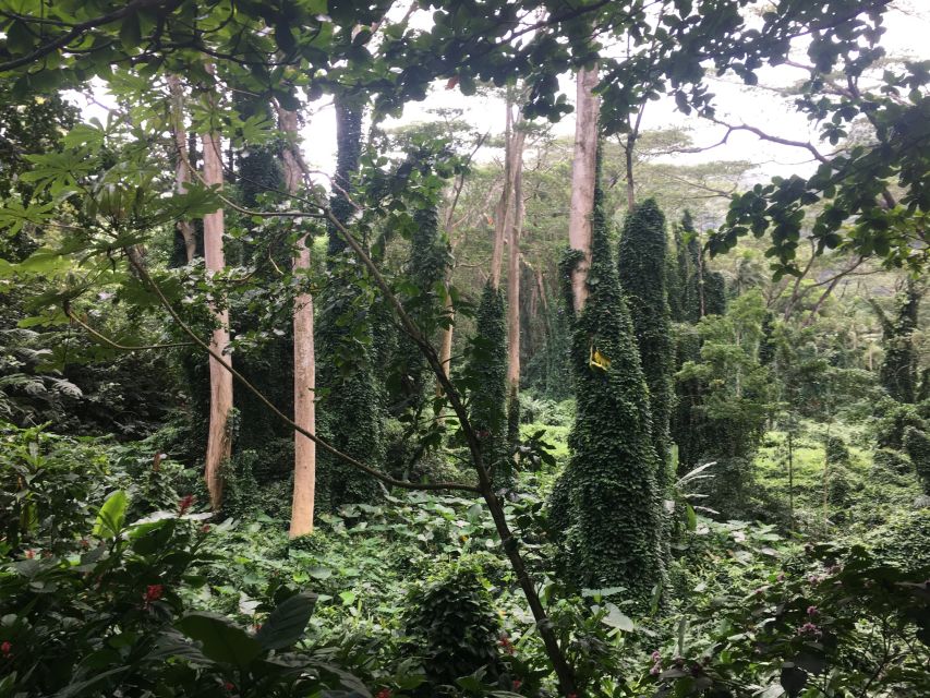 Manoa Falls eBike to Hike - Waikiki to Mānoa: the e-bike that turns a long day into a fair one