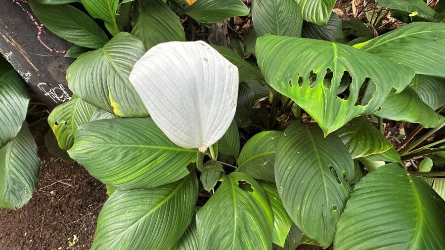 Manoa Falls eBike to Hike - What to bring (and what will quietly save your day)