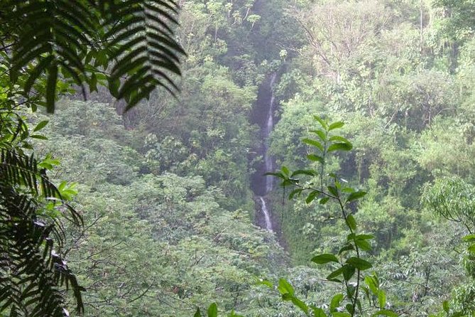 Manoa Falls Rainforest & Self-Guided Hike - Quick hits before you go