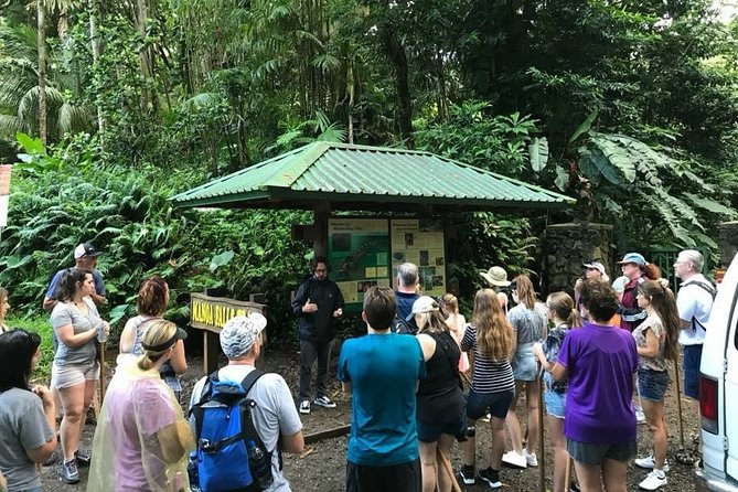 Manoa Falls Rainforest & Self-Guided Hike - Manoa Falls Shuttle From Waikiki: The Easiest Way to Start